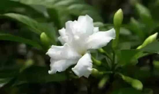 狗牙花只有花苞不开花 | 三农知识