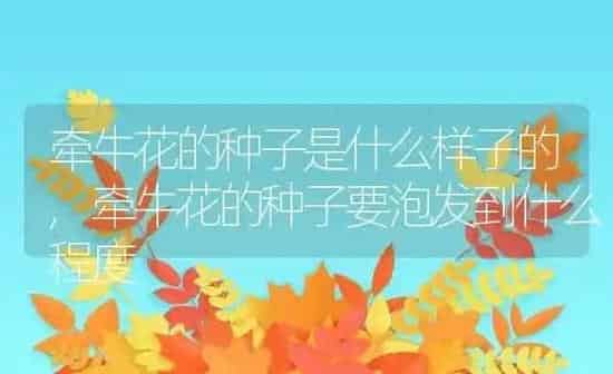 牵牛花的种子是什么样子的,牵牛花的种子要泡发到什么程度 | 养殖学堂