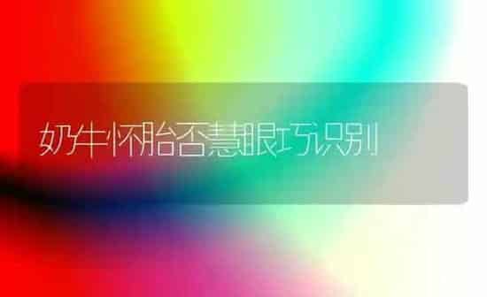 奶牛怀胎否慧眼巧识别 | 养殖知识