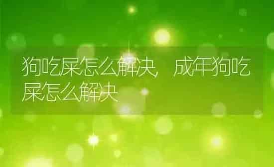 狗吃屎怎么解决,成年狗吃屎怎么解决 | 养殖资料
