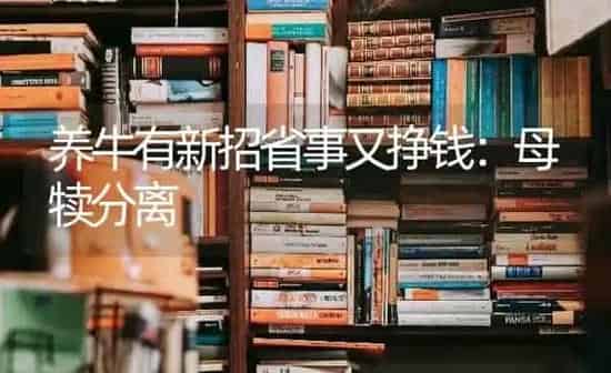 养牛有新招省事又挣钱：母犊分离 | 养殖知识