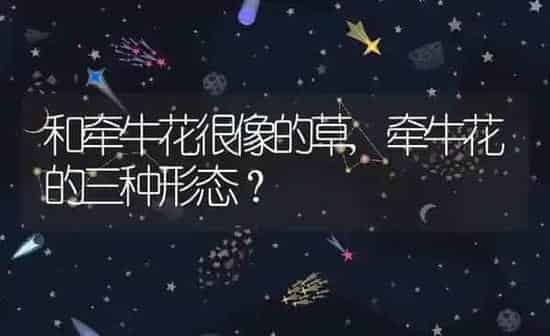 和牵牛花很像的草,牵牛花的三种形态？ | 养殖科普