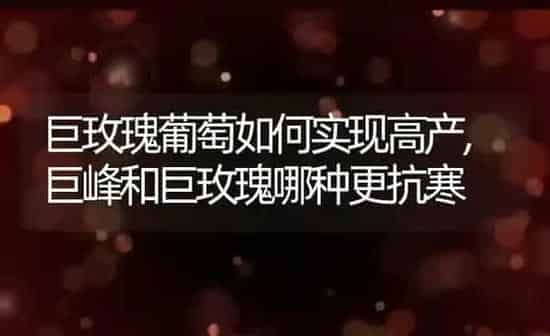 巨玫瑰葡萄如何实现高产,巨峰和巨玫瑰哪种更抗寒 | 养殖学堂
