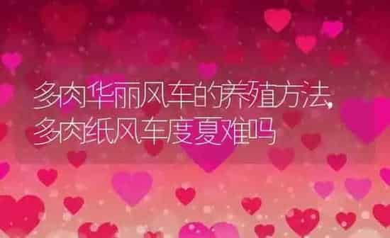多肉华丽风车的养殖方法,多肉纸风车度夏难吗 | 养殖学堂