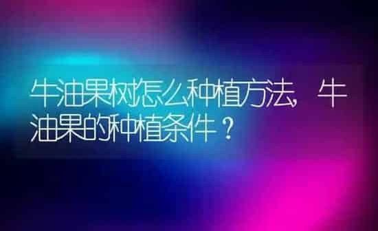 牛油果树怎么种植方法,牛油果的种植条件？ | 养殖科普
