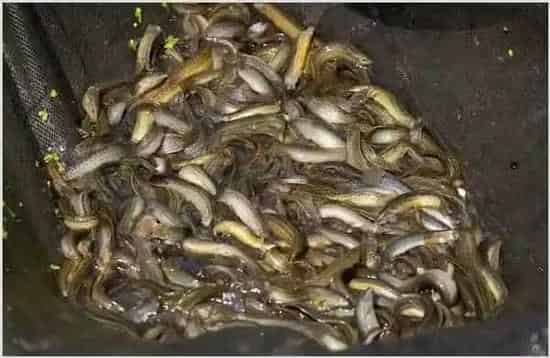 泥鳅有哪些品种 | 妙招大全