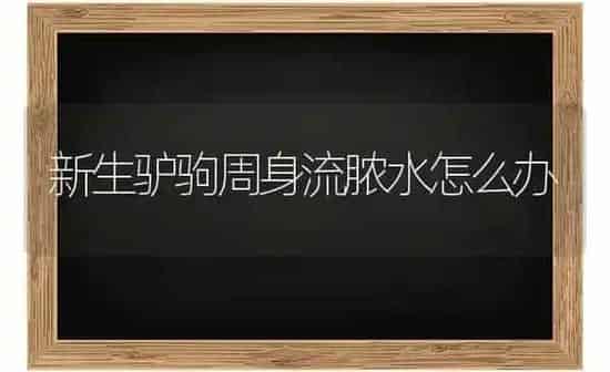 新生驴驹周身流脓水怎么办 | 养殖知识
