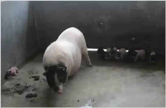 母猪舍简单又环保的保暖措施你都知道吗？ | 妙招大全