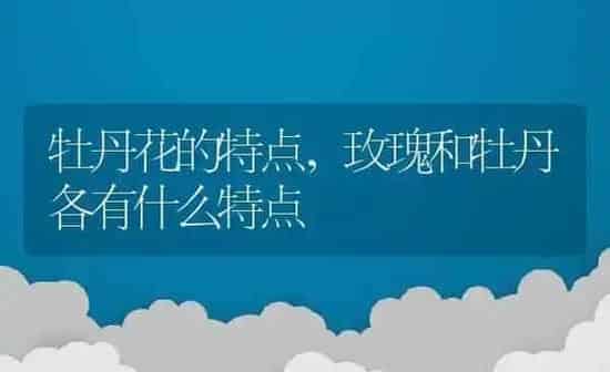 牡丹花的特点,玫瑰和牡丹各有什么特点 | 养殖学堂