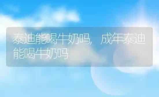 泰迪能喝牛奶吗,成年泰迪能喝牛奶吗 | 养殖科普
