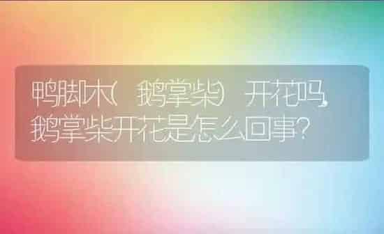 鸭脚木(鹅掌柴)开花吗,鹅掌柴开花是怎么回事？ | 养殖科普