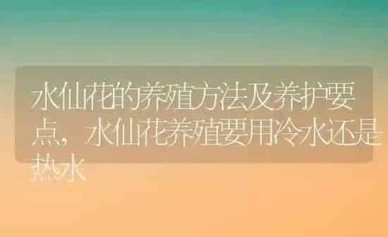 水仙花的养殖方法及养护要点,水仙花养殖要用冷水还是热水 | 养殖学堂