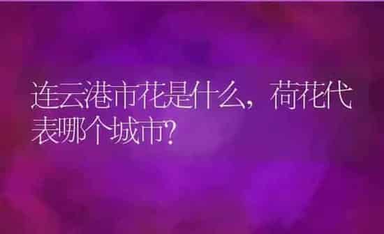 连云港市花是什么,荷花代表哪个城市？ | 养殖科普