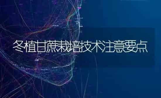 冬植甘蔗栽培技术注意要点 | 养殖知识