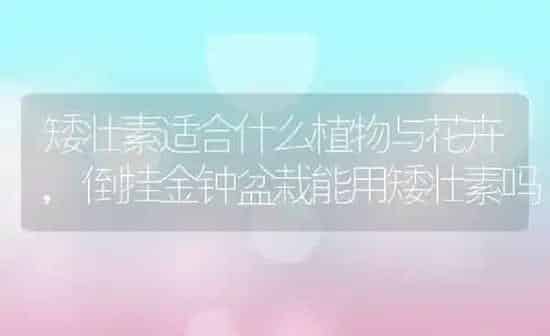 矮壮素适合什么植物与花卉,倒挂金钟盆栽能用矮壮素吗 | 养殖学堂