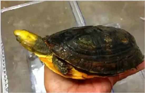冬天乌龟养殖应该如何管理 | 实用知识