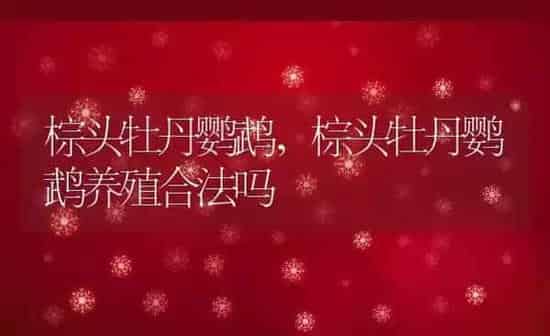 棕头牡丹鹦鹉,棕头牡丹鹦鹉养殖合法吗 | 养殖科普