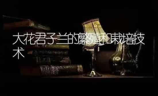 大花君子兰的繁殖和栽培技术 | 养殖技术大全