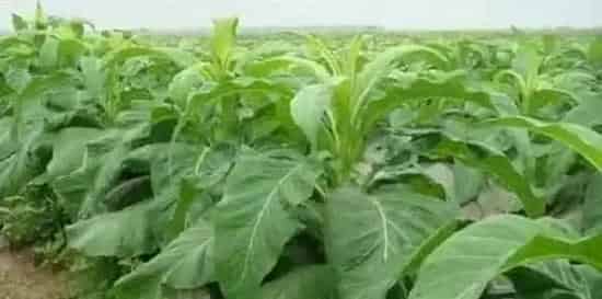 夏季烤烟的种植管理要点及注意事项 | 三农知识