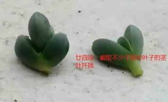 鹿角海棠一根怎么爆盆,整桩鹿角海棠怎么养成？
