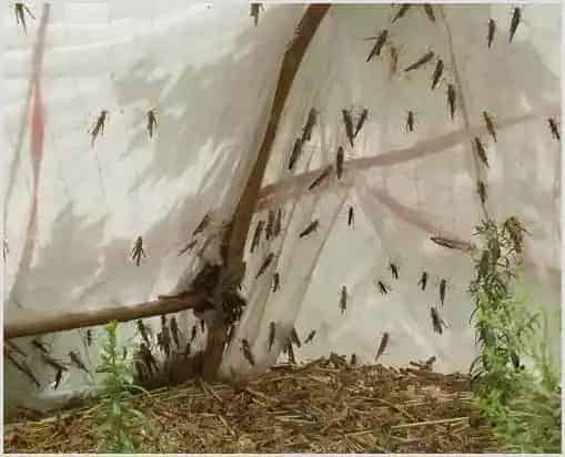 蚂蚱最新价格：蚂蚱养殖前景和利润收益 | 妙招大全