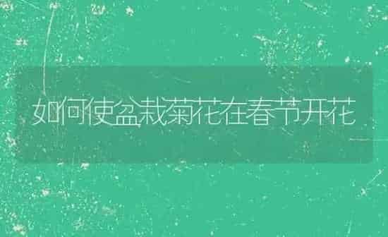 如何使盆栽菊花在春节开花 | 养殖知识