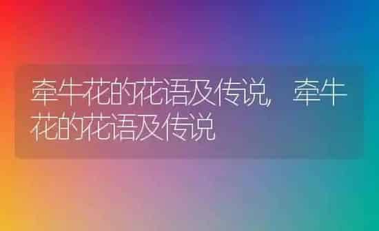 牵牛花的花语及传说,牵牛花的花语及传说 | 养殖科普