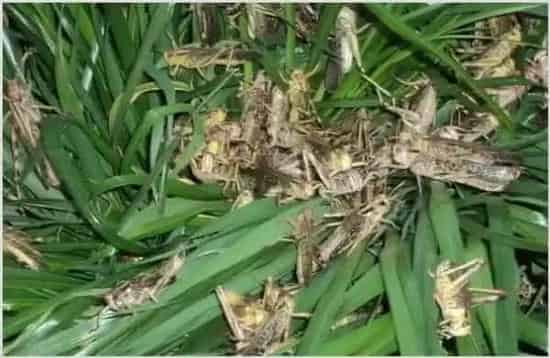 蚂蚱最新价格：蚂蚱养殖前景和利润收益 | 妙招大全