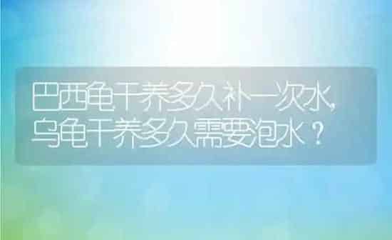 巴西龟干养多久补一次水,乌龟干养多久需要泡水？ | 养殖学堂