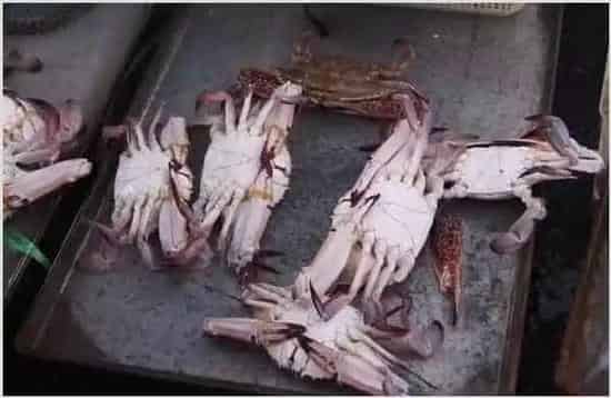 河蟹的做法 | 常识大全