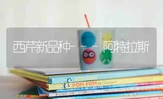 西芹新品种---阿特拉斯 | 养殖知识