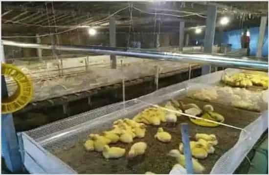 狮头鹅鹅苗如何饲养? | 三农知识