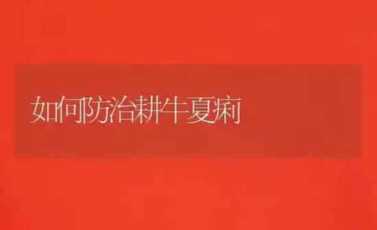 如何防治耕牛夏痢 | 养殖知识