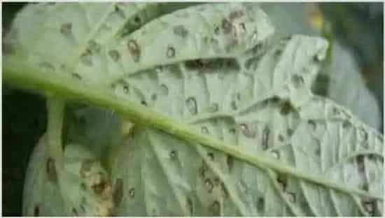 番茄灰叶斑病防治技术 | 常识大全