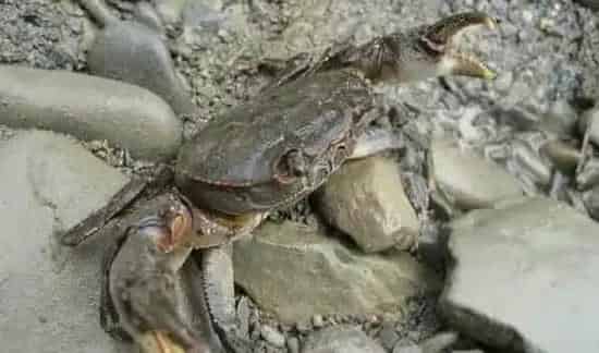 河蟹的做法 | 常识大全