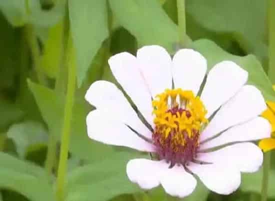 百日草花语象征着什么,步步高升花的寓意？