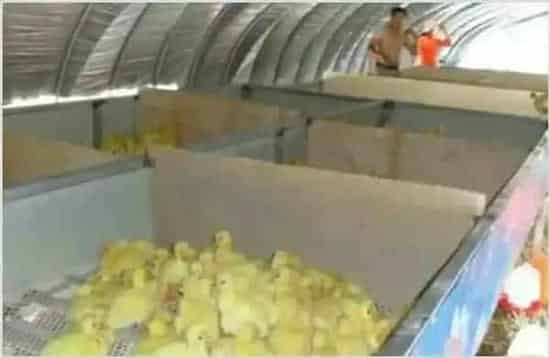 狮头鹅鹅苗如何饲养? | 三农知识