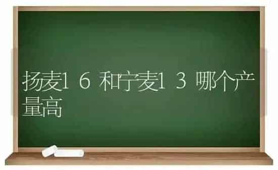扬麦16和宁麦13哪个产量高 | 养殖知识