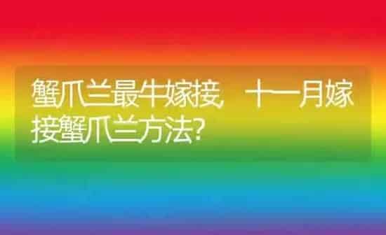 蟹爪兰最牛嫁接,十一月嫁接蟹爪兰方法？ | 养殖科普
