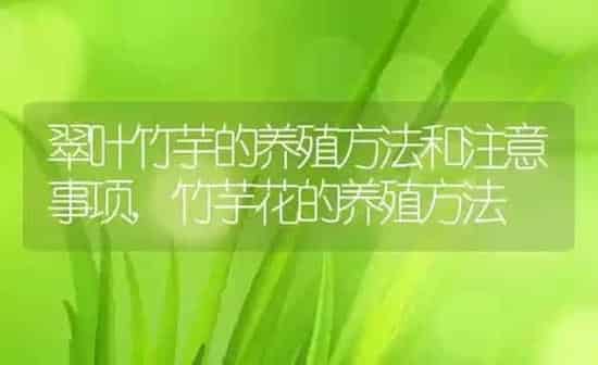 翠叶竹芋的养殖方法和注意事项,竹芋花的养殖方法 | 养殖学堂