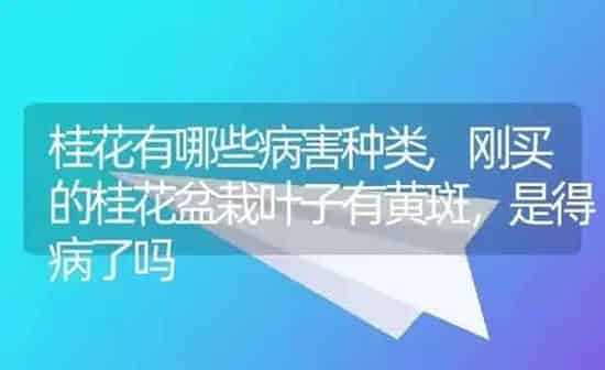 桂花有哪些病害种类,刚买的桂花盆栽叶子有黄斑，是得病了吗 | 养殖学堂