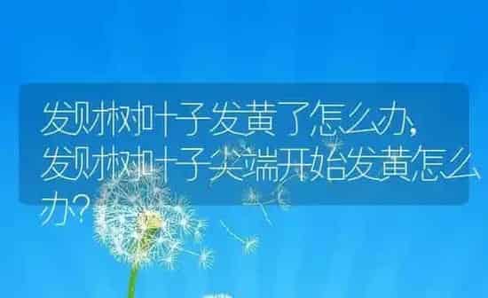 蓝紫金刚鹦鹉,蓝紫金刚鹦鹉价钱 | 养殖科普