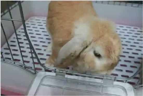 垂耳兔挑选技巧 | 生活妙招