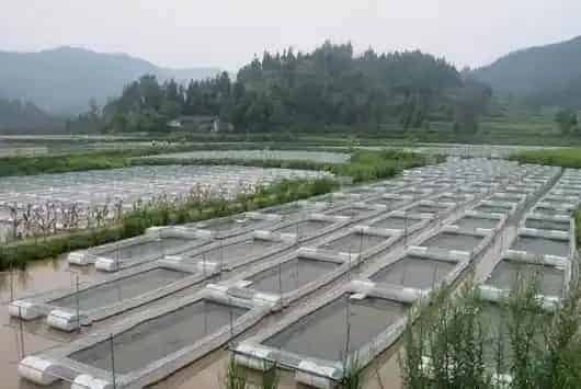 水蛭养殖池的建造及消毒 | 生活常识