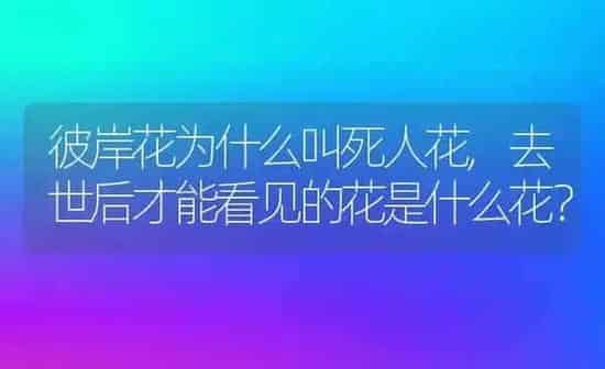 彼岸花为什么叫死人花,去世后才能看见的花是什么花？ | 养殖学堂