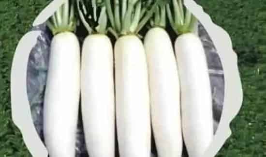 种白萝卜的正确方法 | 生活妙招