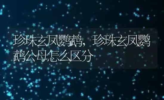 珍珠玄凤鹦鹉,珍珠玄凤鹦鹉公母怎么区分 | 养殖科普
