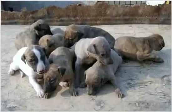 养100只肉狗投资多钱 | 实用知识