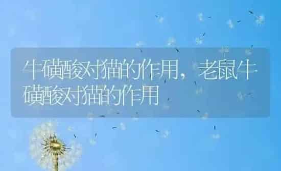 牛磺酸对猫的作用,老鼠牛磺酸对猫的作用 | 养殖科普