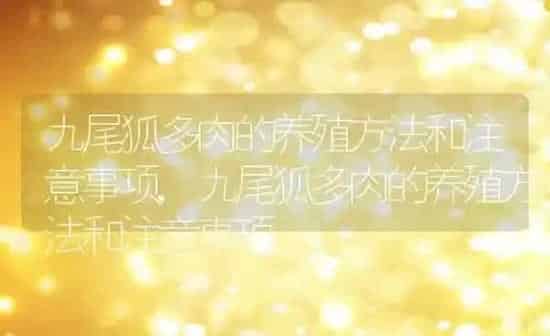 九尾狐多肉的养殖方法和注意事项,九尾狐多肉的养殖方法和注意事项 | 养殖科普